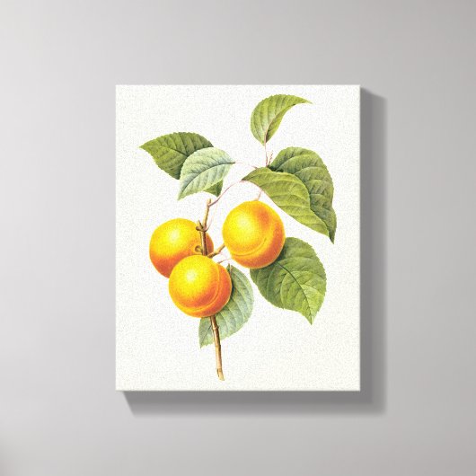 Oude Voedsel Fruit, Abrikoos Perzik door Redoute Canvas Afdruk (Voorkant)