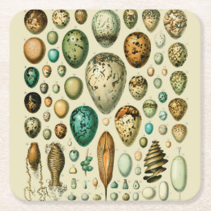 Oude vogeleieren Franse viskuil kunst Kartonnen Onderzetters