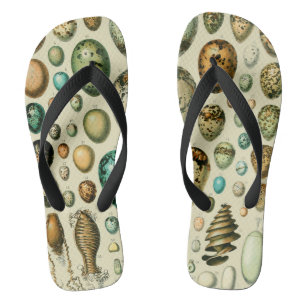 Oude vogeleieren Franse viskuil kunst Teenslippers