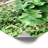 Oude Wagon Trillium Flower Garden Poster (Hoek)