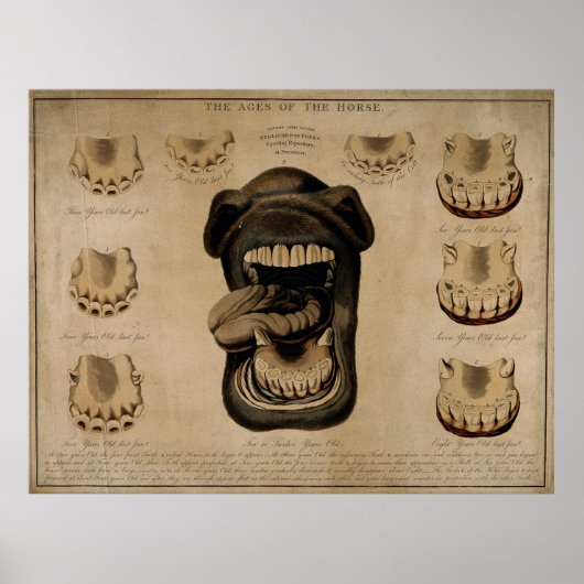 Oude Waterverf van het Etsen van de Paardenmond Te Poster (Voorkant)