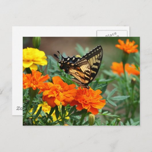 Oude Wereld Swallowtail Butterfly Papilio Machaon Briefkaart (Voorkant / Achterkant)