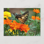 Oude Wereld Swallowtail Butterfly Papilio Machaon Briefkaart (Voorkant)