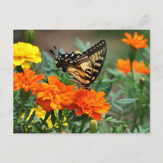Oude Wereld Swallowtail Butterfly Papilio Machaon Briefkaart (Voorkant)