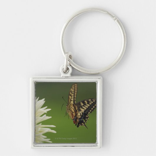 Oude Wereld Swallowtail Flying Sleutelhanger (Voorkant)