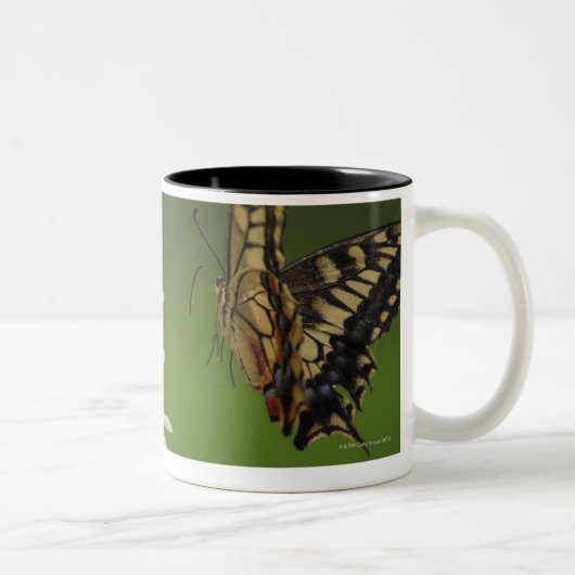 Oude Wereld Swallowtail Flying Tweekleurige Koffiemok (Rechts)
