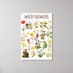Oude Wilde Bloem Grafiek Canvas Afdruk