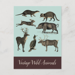 Oude Wilde Dieren Ansichtkaart Briefkaart