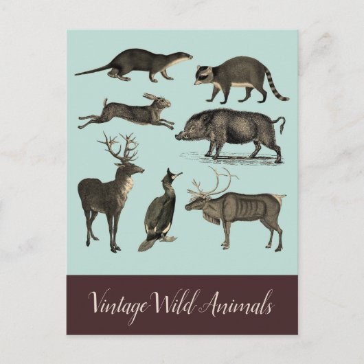 Oude Wilde Dieren Ansichtkaart Briefkaart (Voorkant)