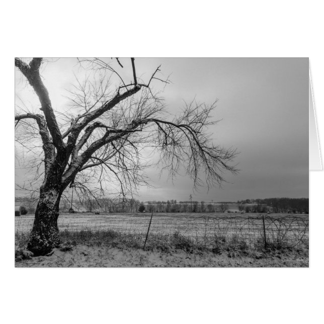 Oude winterboom Grayscale (Voorkant Horizontaal)
