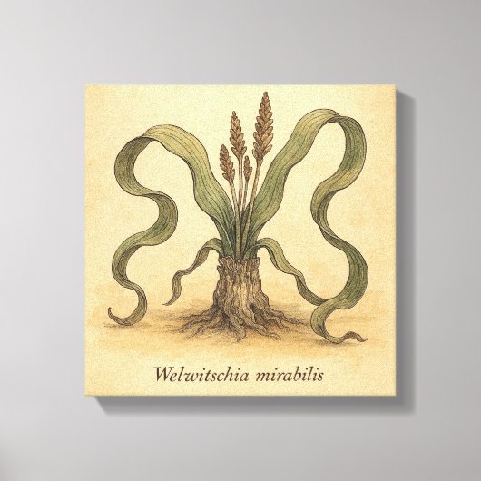 Oude Woestijn Plant Welwitschia muurillustratie Canvas Afdruk (Voorkant)