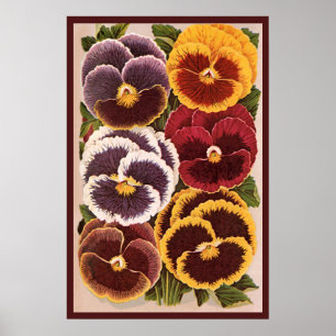 Oude Zaadpakketlabels, Tuin Viooltjes Bloemen Poster