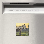 Oude zebra in de Afrikaanse savanne, wild dier Magneet (Insitu (Vaatwasser))
