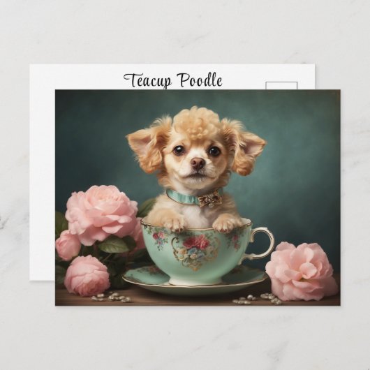 Oude Zoete Theekopje Poodle Puppy Hond Roos Portre Briefkaart (Voorkant / Achterkant)