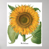 Oude zonnebloem Bloem van Basilius Besler Poster (Voorkant)