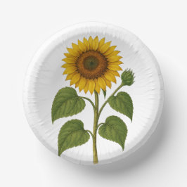 Oude zonnebloem papieren kommen