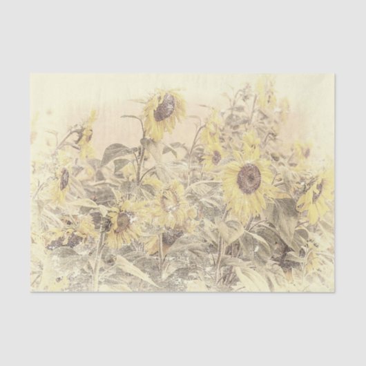 Oude zonnebloemveld gele versleten textuur tissuepapier (Voorkant)