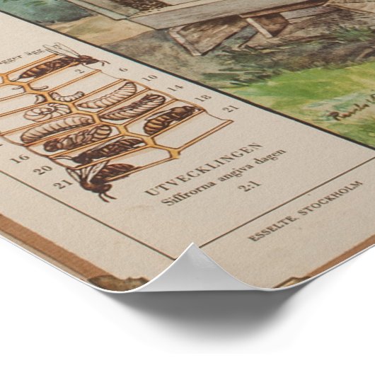 Oude Zweedse schoolwandkaart — bijen Poster (Hoek)