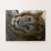 Oudere Leeuw Wild Dier Legpuzzel (Horizontaal)