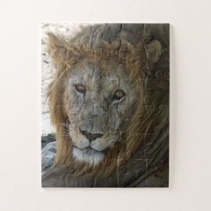Oudere Leeuw Wild Dier Legpuzzel