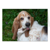 Ouderen Basset (Voorkant Horizontaal)