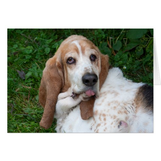 Ouderen Basset (Voorkant Horizontaal)