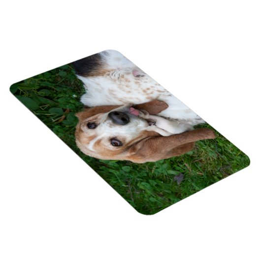 Ouderen Basset Magneet (Rechterzijde)