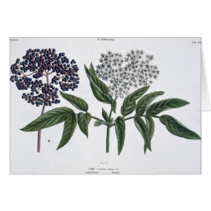 Ouderen, vijg. 13 van 'The Young Landsman', uitgev