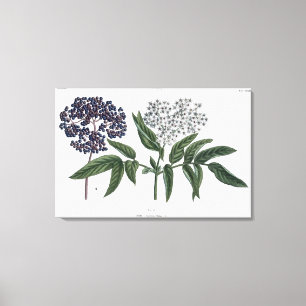 Ouderen, vijg. 13 van 'The Young Landsman', uitgev Canvas Afdruk