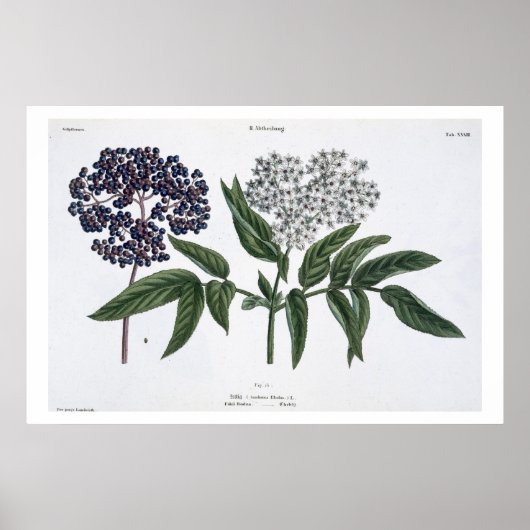 Ouderen, vijg. 13 van 'The Young Landsman', uitgev Poster (Voorkant)