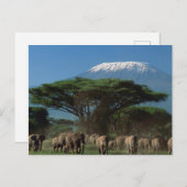 Ouders van Mt. Kilimanjaro Briefkaart (Voorkant / Achterkant)