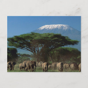 Ouders van Mt. Kilimanjaro Briefkaart