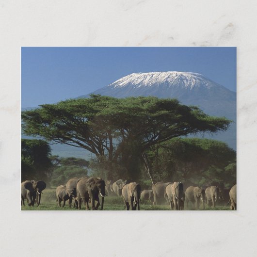 Ouders van Mt. Kilimanjaro Briefkaart (Voorkant)