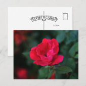 Ouderwets rode roos briefkaart (Voorkant / Achterkant)