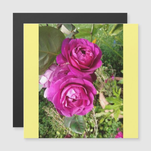 ouderwets roos (Voorkant / Achterkant)