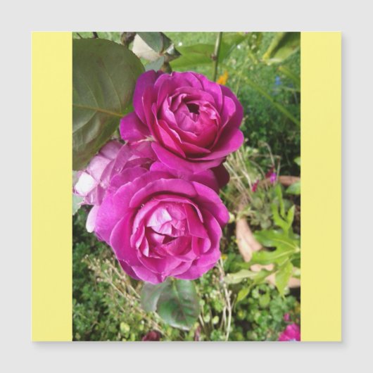 ouderwets roos (Voorkant)