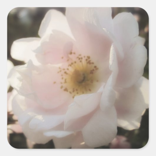 Ouderwets Roos Vierkante Sticker (Voorkant)