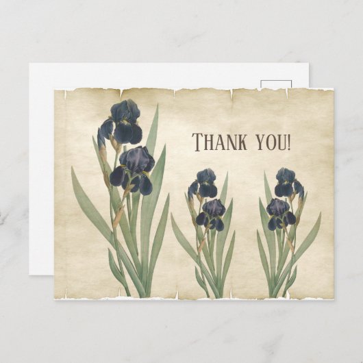 Ouderwetse blauwe baardirissen Bedankt Briefkaart (Voorkant / Achterkant)