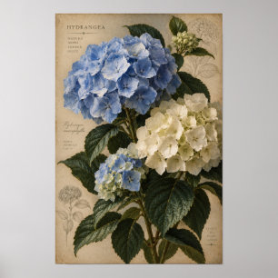 Ouderwetse Blauwe Hortensia Botanische Muurkunst Poster