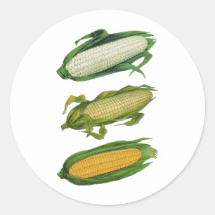 Ouderwetse Gezonde Groenten, Verse Maïs op de Kolf Ronde Sticker