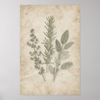 Ouderwetse rozemarijn tijm salie herbarium poster