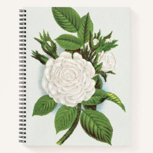 Ouderwetse Witte Mosroos Cottagecore Botanische Ku Notitieboek