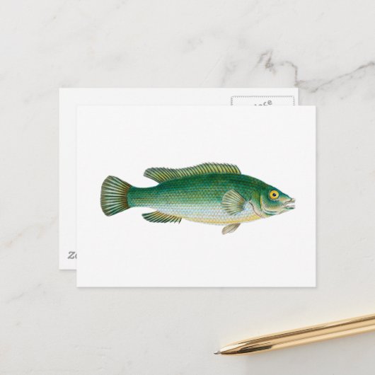 Oudevis Briefkaart (Voorkant / Achterkant in situ)