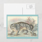 Ounce (sneeuwluipaard) briefkaart (Voorkant / Achterkant)
