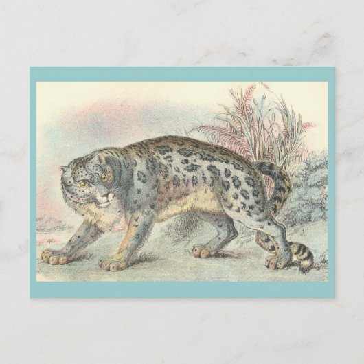 Ounce (sneeuwluipaard) briefkaart (Voorkant)