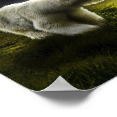 Ours polaire poster (Hoek)