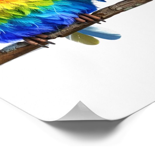 Out on a limb -- Birds Poster (Hoek)