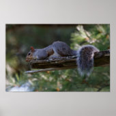 Out on a Limb Poster (Voorkant)