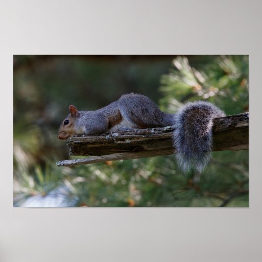 Out on a Limb Poster (Voorkant)