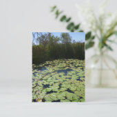 Outback Lily Pads Briefkaart (Staand voorkant)